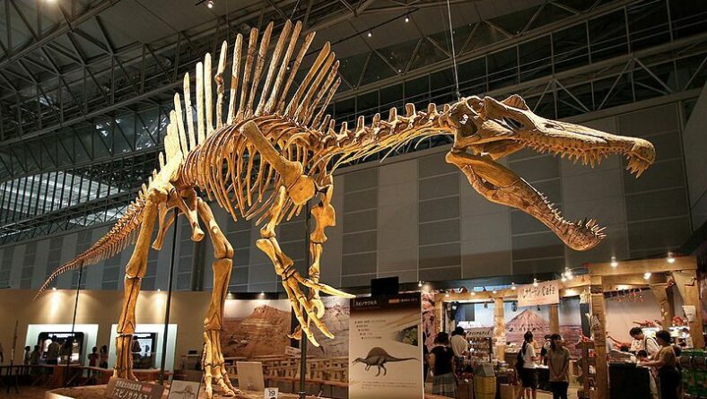 Spinosaurus Dinosaurs of Morocco