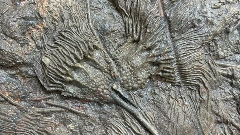 Crinoids